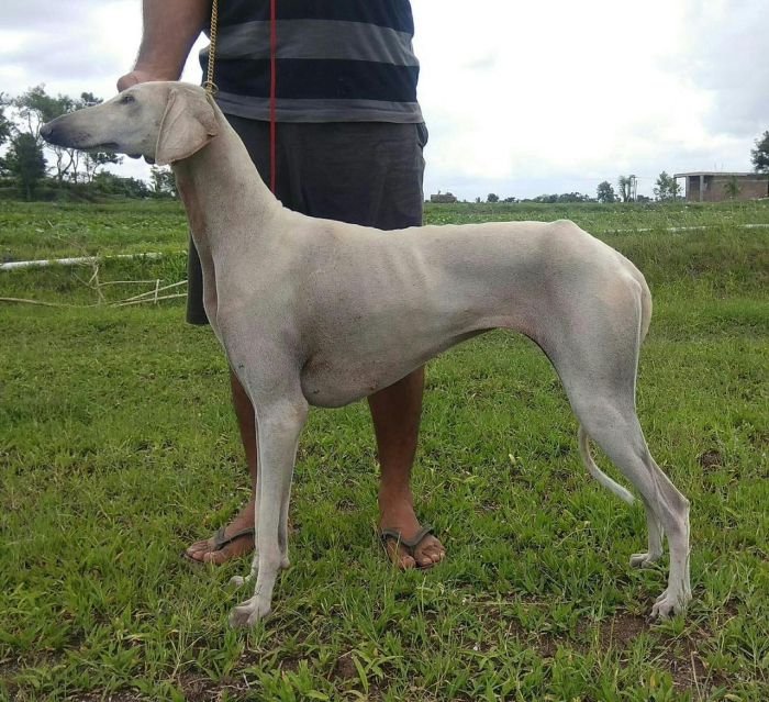 DogsIndia.com  Caravan Hound  Maalba Kennels