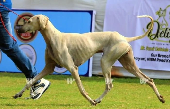 DogsIndia.com  Caravan Hound  Maalba Kennels