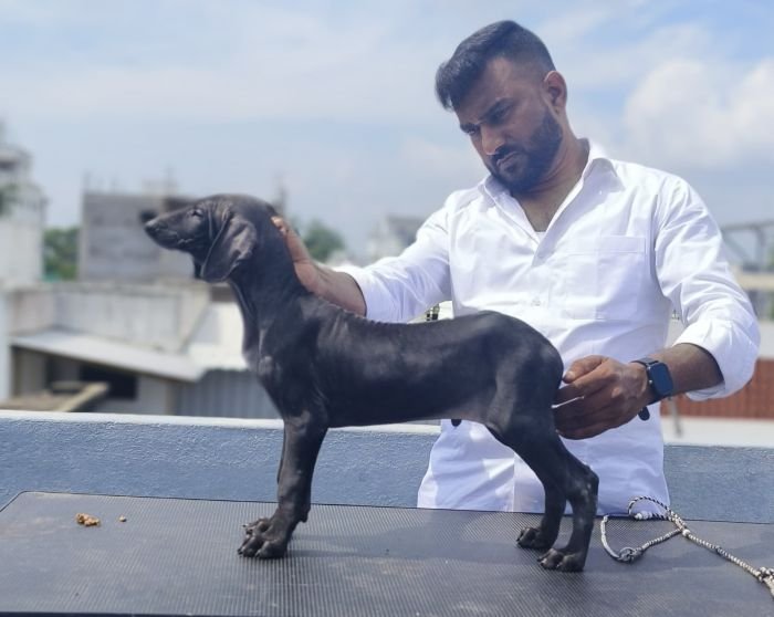 DogsIndia.com  Caravan Hound  Maalba Kennels
