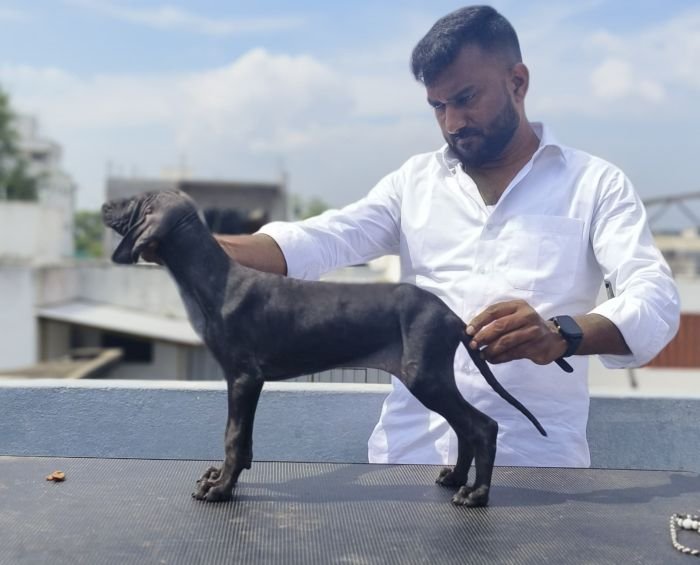 DogsIndia.com  Caravan Hound  Maalba Kennels