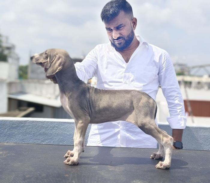 DogsIndia.com  Caravan Hound  Maalba Kennels