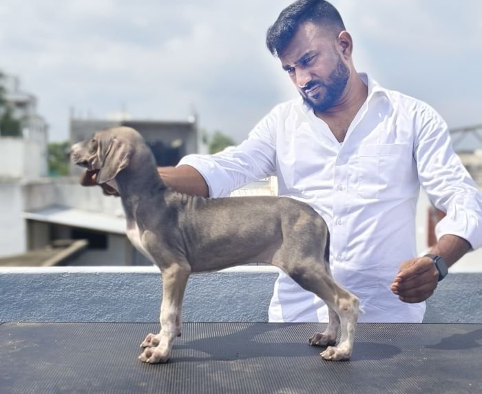 DogsIndia.com  Caravan Hound  Maalba Kennels