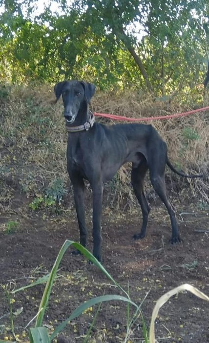 DogsIndia.com  Caravan Hound  Maalba Kennels