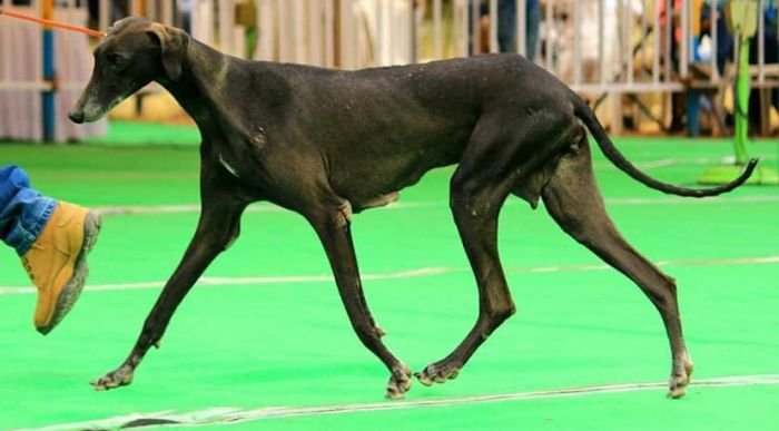 DogsIndia.com  Caravan Hound  Maalba Kennels