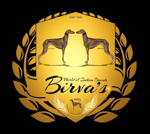 DogsIndia - Caravan Hound - Birva Kennels