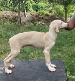 DogsIndia.com - Caravan Hound - Subhiksha Kennels