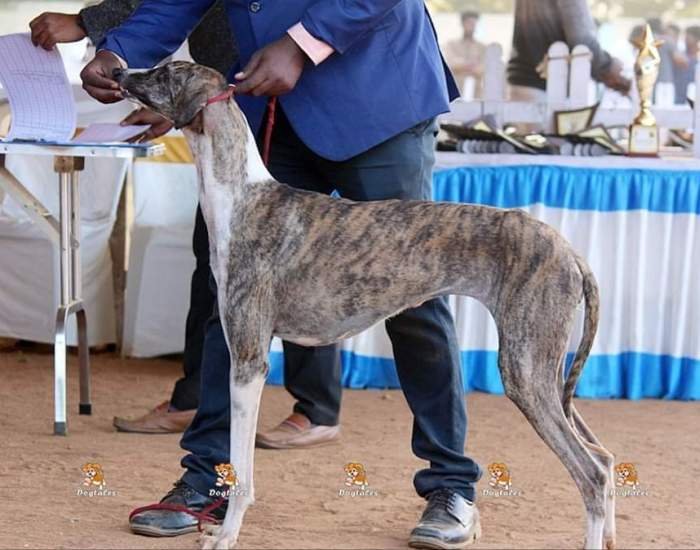 DogsIndia.com - Caravan Hound - Subhiksha Kennels