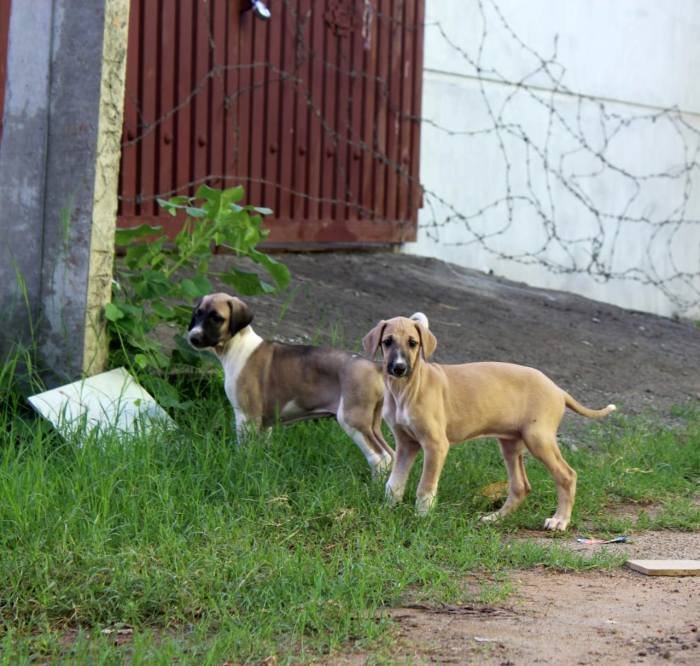 DogsIndia.com - Caravan Hound - Subhiksha Kennels