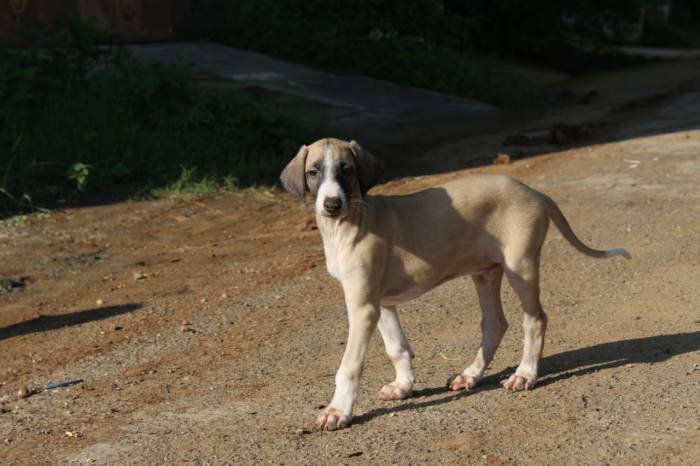DogsIndia.com - Caravan Hound - Subhiksha Kennels