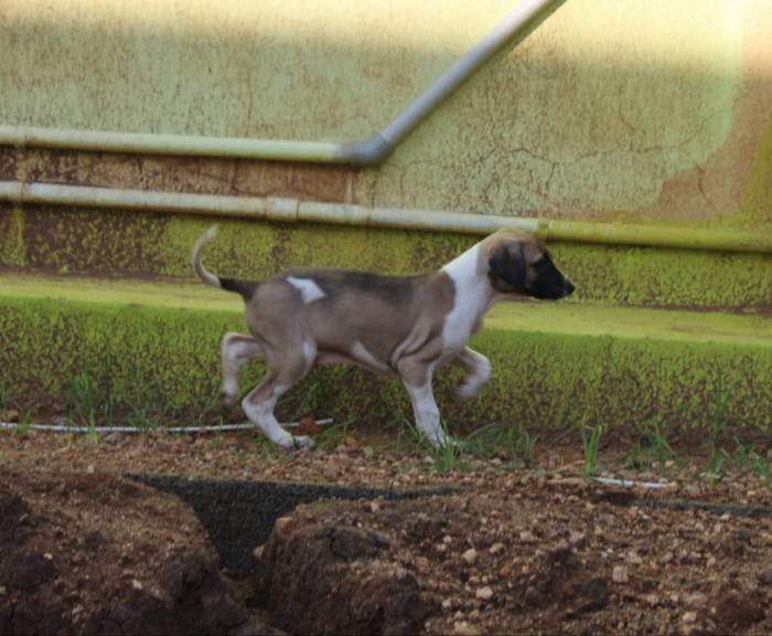 DogsIndia.com - Caravan Hound - Subhiksha Kennels