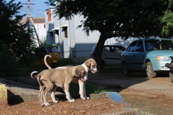 DogsIndia.com - Caravan Hound - Subhiksha Kennels