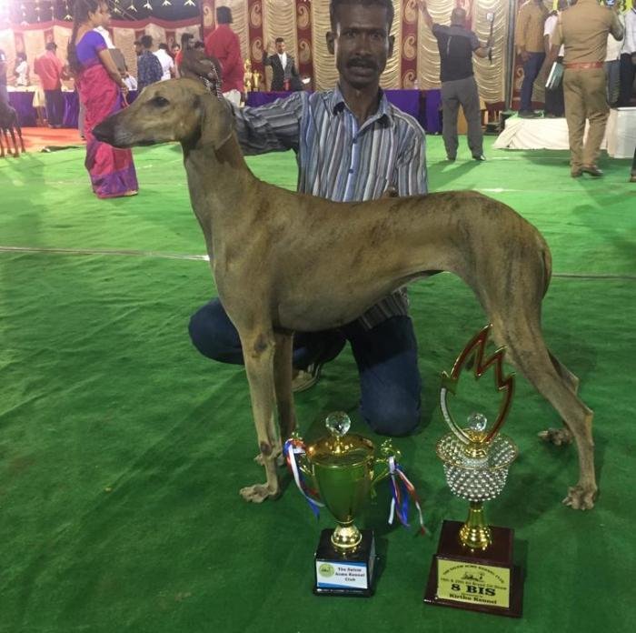 DogsIndia.com - Caravan Hound - Tazi Kennels