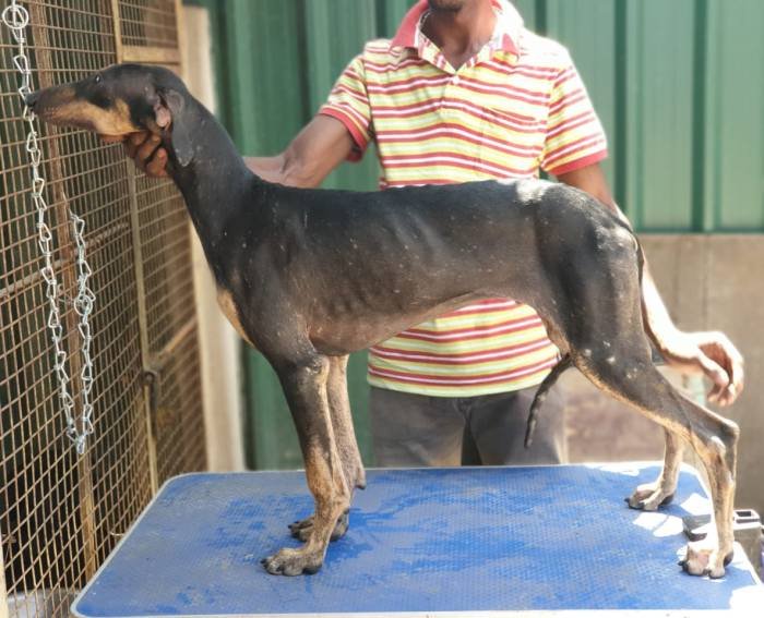 DogsIndia.com - Caravan Hound - Tazi Kennels