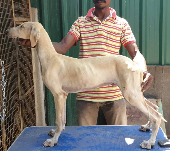 DogsIndia.com - Caravan Hound - Tazi Kennels