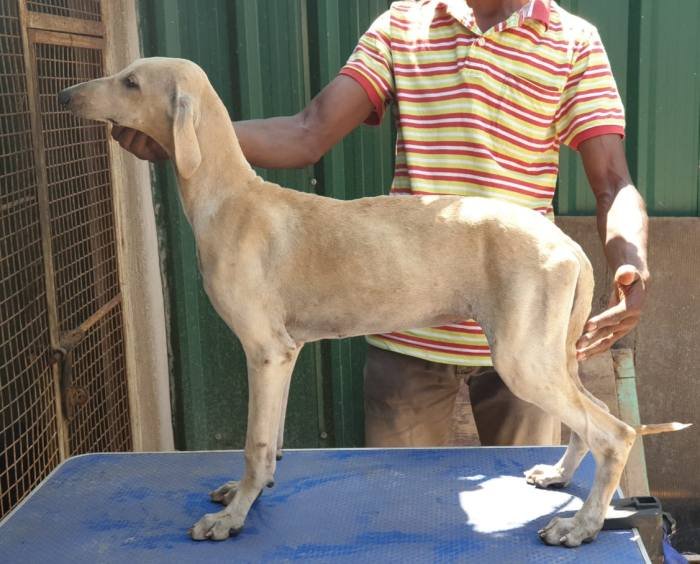 DogsIndia.com - Caravan Hound - Tazi Kennels
