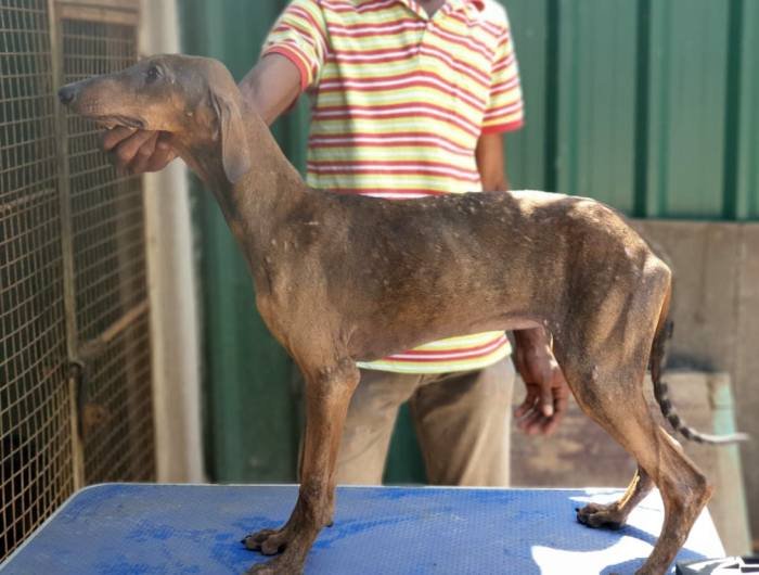 DogsIndia.com - Caravan Hound - Tazi Kennels