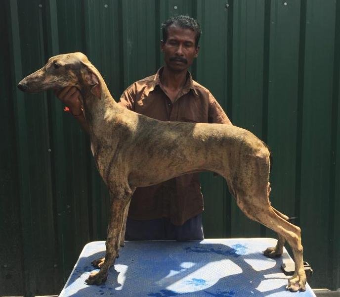 DogsIndia.com - Caravan Hound - Tazi Kennels
