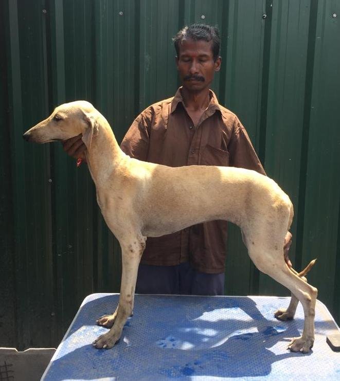 DogsIndia.com - Caravan Hound - Tazi Kennels