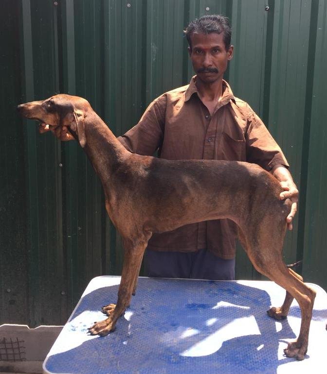 DogsIndia.com - Caravan Hound - Tazi Kennels