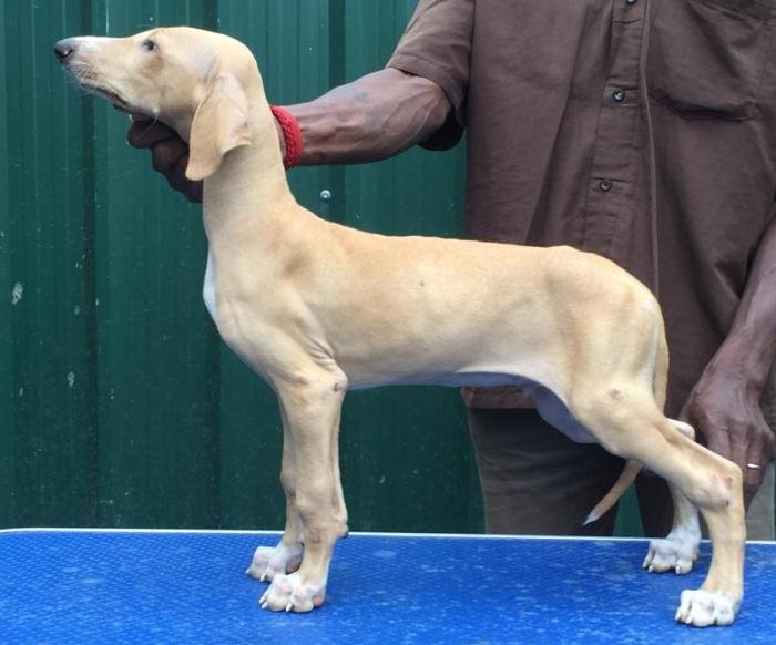 DogsIndia.com - Caravan Hound - Tazi Kennels