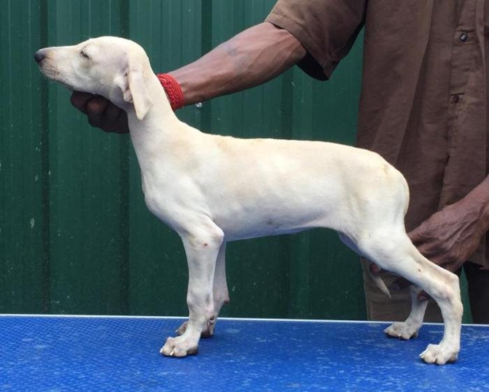 DogsIndia.com - Caravan Hound - Tazi Kennels