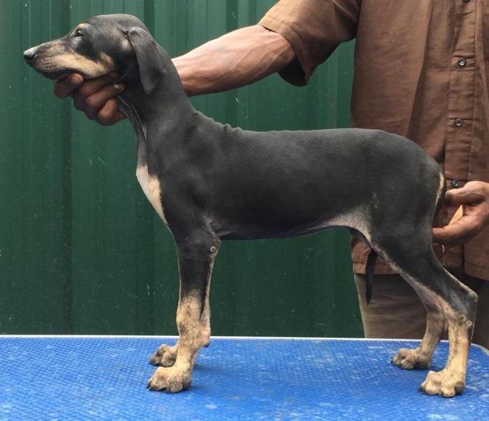 DogsIndia.com - Caravan Hound - Tazi Kennels