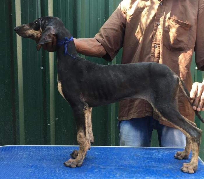 DogsIndia.com - Caravan Hound - Tazi Kennels