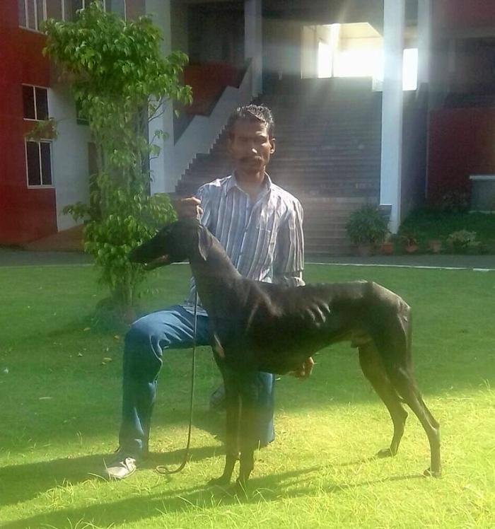 DogsIndia.com - Caravan Hound - Tazi Kennels