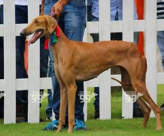 DogsIndia.com - Caravan Hound - Tazi Kennels