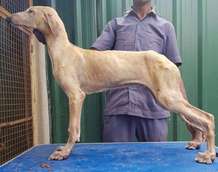 DogsIndia.com - Caravan Hound - Tazi Kennels