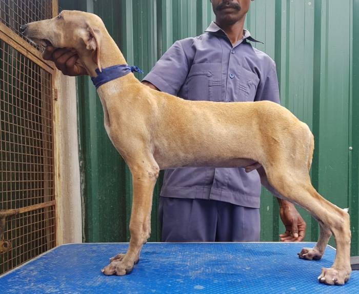 DogsIndia.com - Caravan Hound - Tazi Kennels
