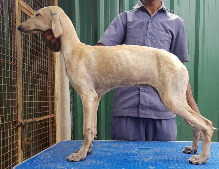 DogsIndia.com - Caravan Hound - Tazi Kennels