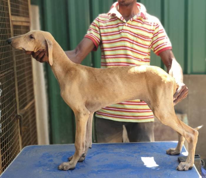 DogsIndia.com - Caravan Hound - Tazi Kennels