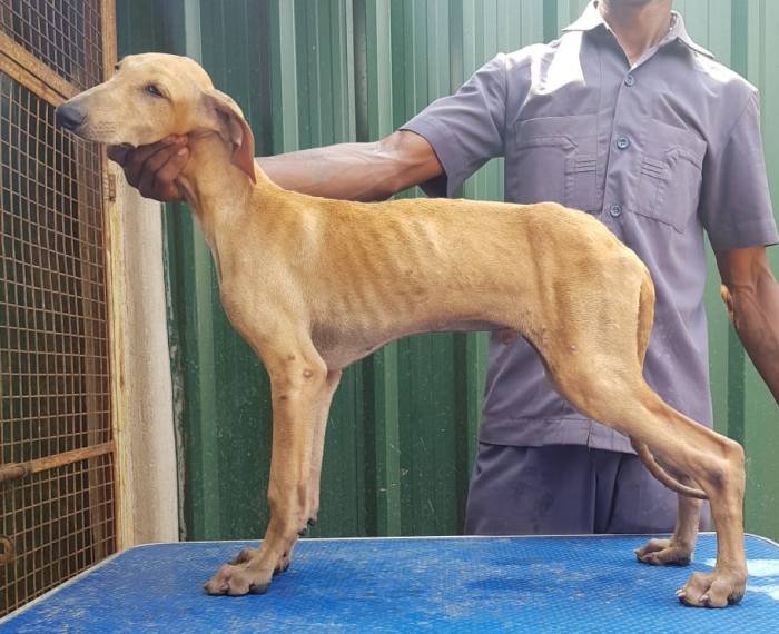 DogsIndia.com - Caravan Hound - Tazi Kennels