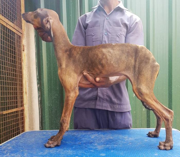 DogsIndia.com - Caravan Hound - Tazi Kennels