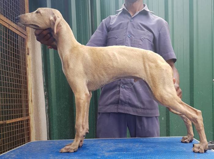 DogsIndia.com - Caravan Hound - Tazi Kennels