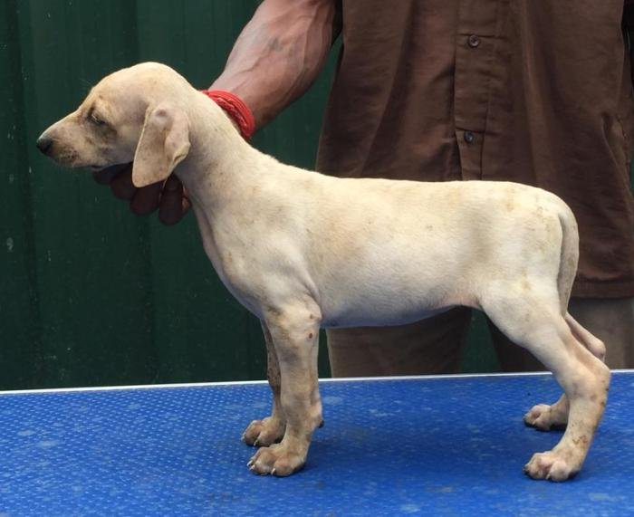 DogsIndia.com - Caravan Hound - Tazi Kennels