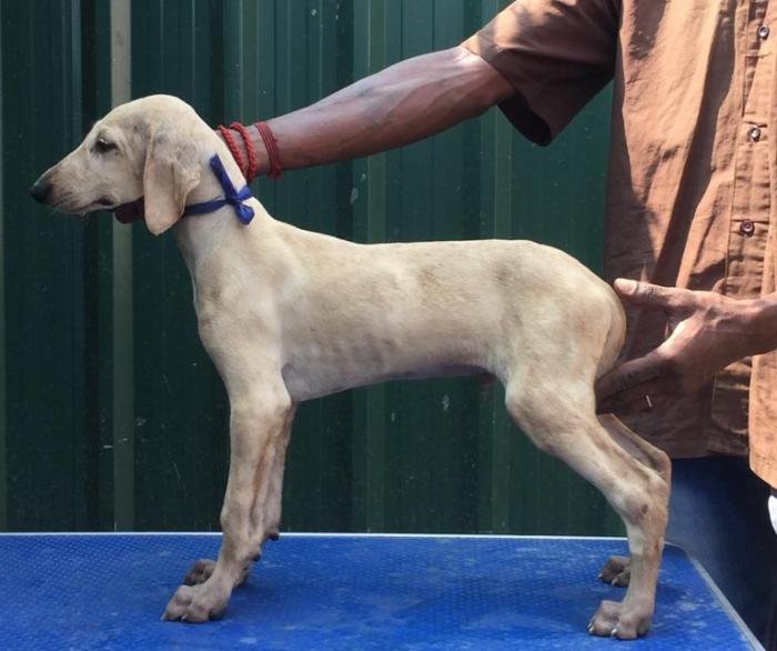DogsIndia.com - Caravan Hound - Tazi Kennels