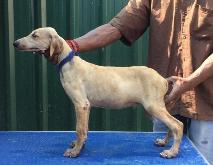 DogsIndia.com - Caravan Hound - Tazi Kennels