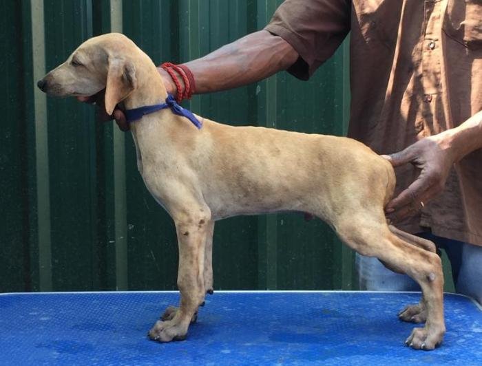 DogsIndia.com - Caravan Hound - Tazi Kennels