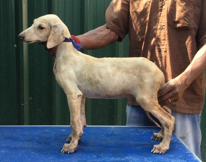 DogsIndia.com - Caravan Hound - Tazi Kennels