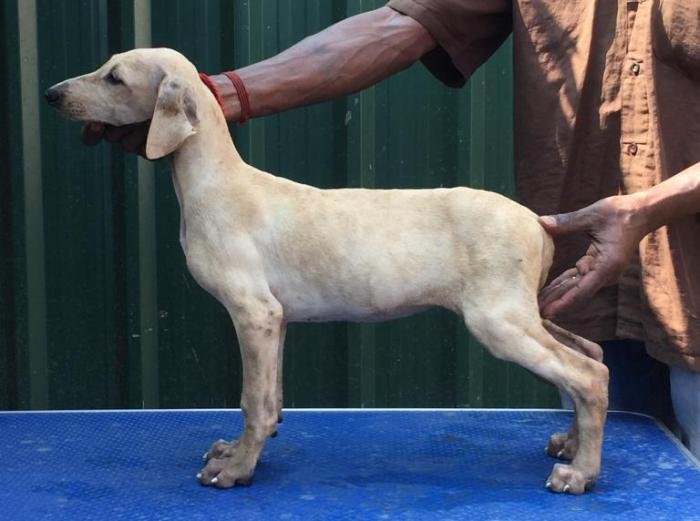 DogsIndia.com - Caravan Hound - Tazi Kennels