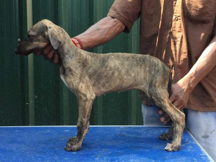 DogsIndia.com - Caravan Hound - Tazi Kennels