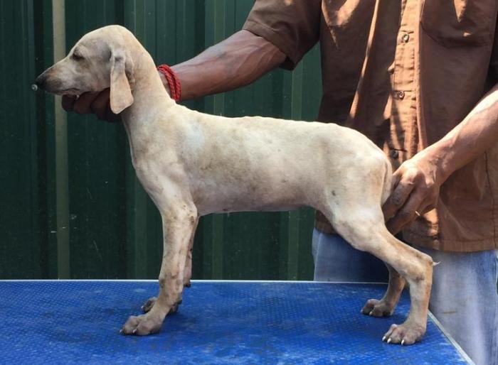 DogsIndia.com - Caravan Hound - Tazi Kennels