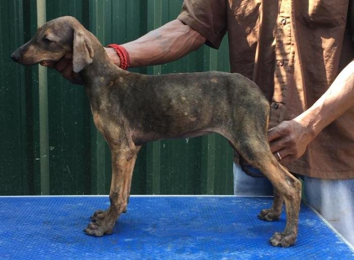 DogsIndia.com - Caravan Hound - Tazi Kennels