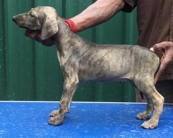 DogsIndia.com - Caravan Hound - Tazi Kennels