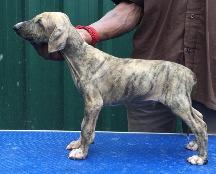 DogsIndia.com - Caravan Hound - Tazi Kennels