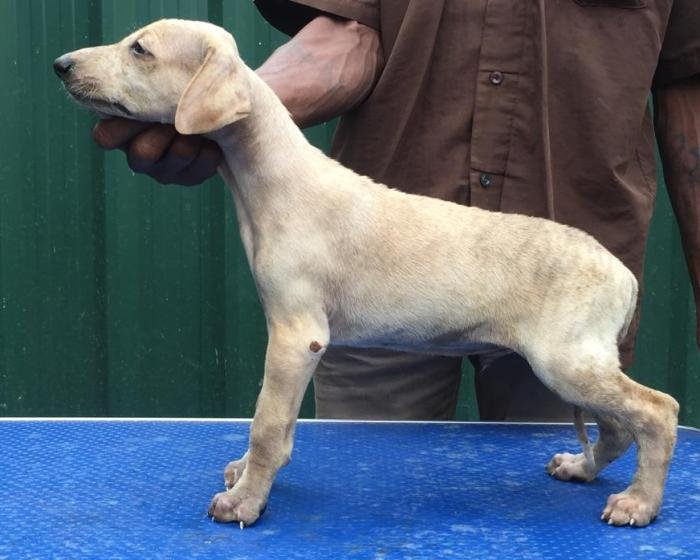 DogsIndia.com - Caravan Hound - Tazi Kennels