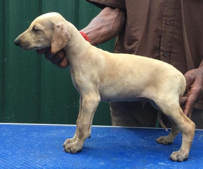 DogsIndia.com - Caravan Hound - Tazi Kennels