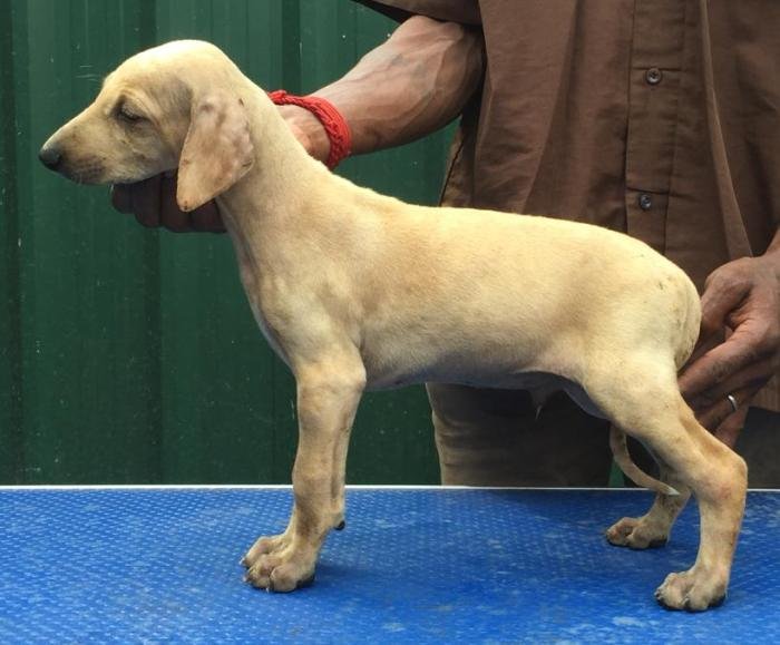 DogsIndia.com - Caravan Hound - Tazi Kennels